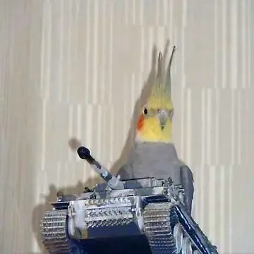 Squawky